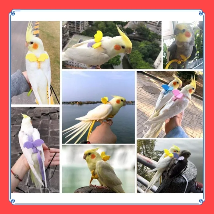 VibeVendor%20Bird%20leash,%20Pet%20Parrot%20Bird%20Harness%20and%20Leash%20Flying%20Rope%20Straps%20Outdoor%20Bird%20Flying%20Harness%20Training%20Traction%20Rope%20for%20Budgerigar%20Cockatiel%20Small%20Birds%20-%20Image%208