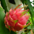 Dragon Fruits Seeds 30 pice + gift. 