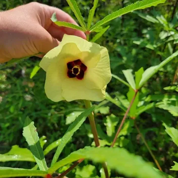 Mesta-Joba%20Flowers%20Seeds,%20Hybrid,%20Multicolor%2010%20Pices%20-%20Image%204