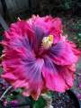 Hybrid hibiscus flower seeds / joba flower seeds multicolor 10 pis + gift.