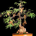 Bonsai Sweet Tamarind Tree Seeds -10 Pcs (মিষ্টি তেতুল বীজ) Global Seeds. 