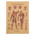 【Cathery Baby Store】Tie Ler Human Body Muscle Kraft Poster Style Wall Sticker Home Bar Cafe Classroom Decor Painting 42x30cm. 