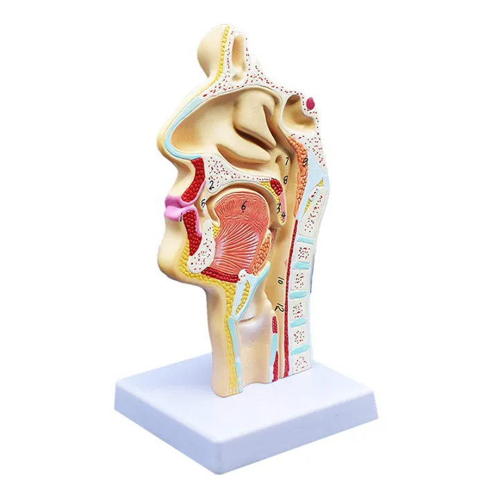 2020%20Hot%20Deals%202%20Pcs%20Human%20Anatomical%20Nasal%20Cavity%20Throat%20Anatomy%20Medical%20Model%20for%20Science%20Classroom%20Study%20Display%20Teaching%20Medical%20Model%201.5%20Times%20Human%20Ear%20Anatomy%20Model%20-%20Image%203