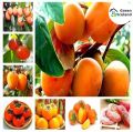 All Season Giant Orange Fruit Tree Seeds- 10 Pcs Seeds. 