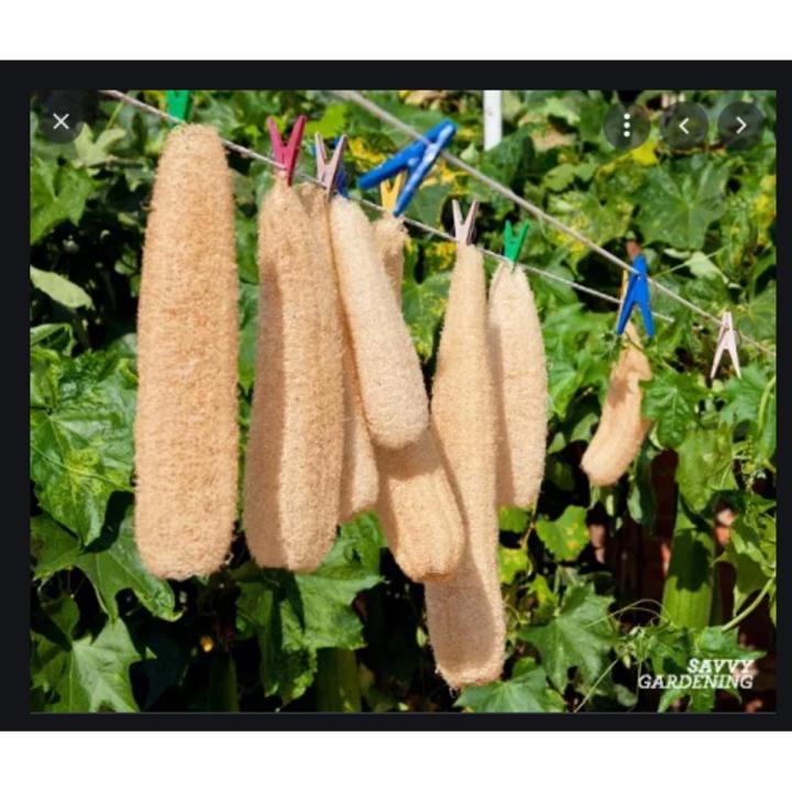 Dry Luffa ,Body Brush Shower Brush Exfoliating Body Scrub Kit , Dry Body Brush, Back Scrubber, Natural Brush ঝিংগা 1 pices