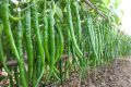 All Season Chili Seeds (20 seeds)মরিচের বীজ.