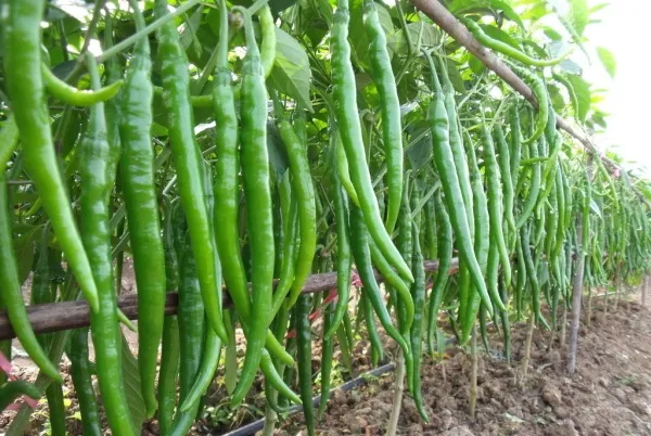 All%20Season%20Chili%20Seeds%20(20%20seeds)%E0%A6%AE%E0%A6%B0%E0%A6%BF%E0%A6%9A%E0%A7%87%E0%A6%B0%20%E0%A6%AC%E0%A7%80%E0%A6%9C%20-%20Image%206