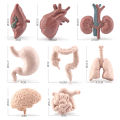 8pcs Simulation Human Body Organ Model Brain Heart Lung Liver Stomach Kidney Science Educational Toys Teaching Aids. 