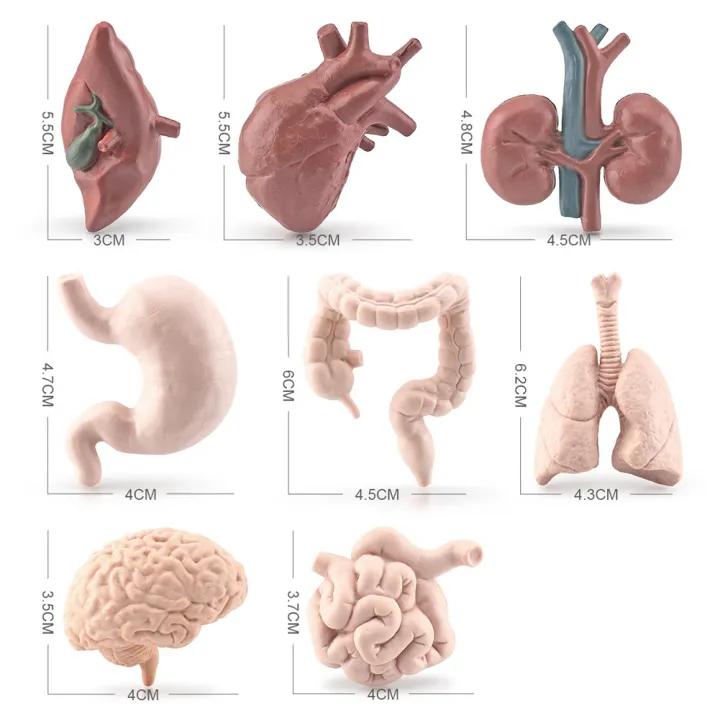 8pcs%20Simulation%20Human%20Body%20Organ%20Model%20Brain%20Heart%20Lung%20Liver%20Stomach%20Kidney%20Science%20Educational%20Toys%20Teaching%20Aids%20-%20Image%205