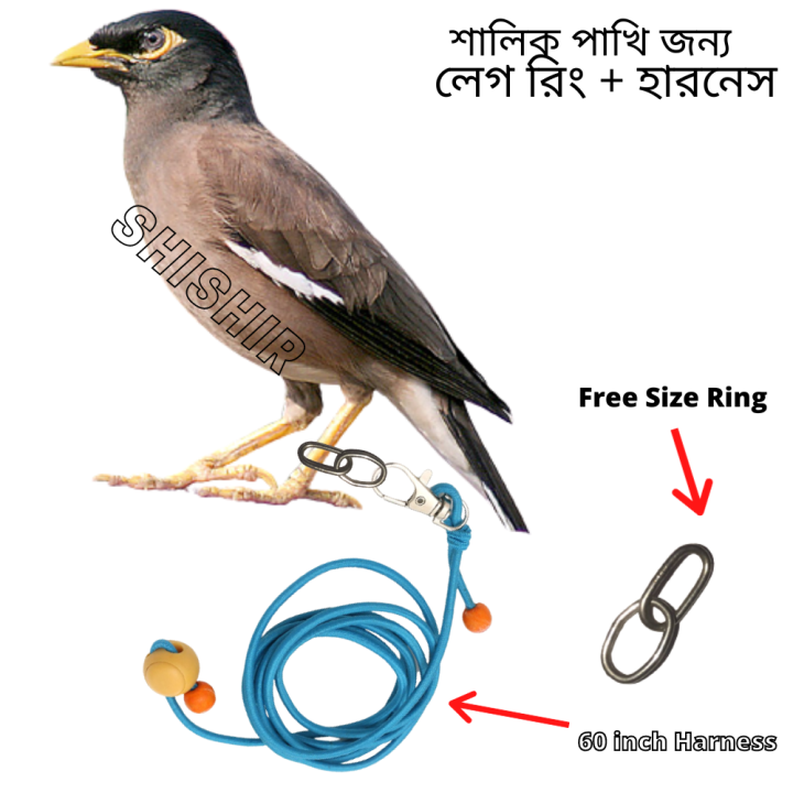Salik Bird Leg Ring With Harness 60Inch | Daraz.com.bd