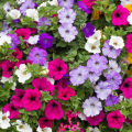 All Season Global Mix Petunia - 35+ Seeds.