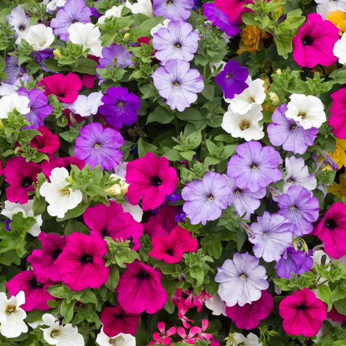 All%20Season%20Global%20Mix%20Petunia%20-%2035+%20Seeds%20-%20Image%203