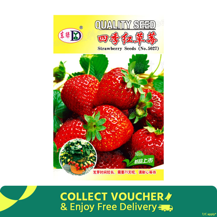 Exceotional Quality - Organic Red Strawberry Seed -150 + PC Seed (imported global seeds) - Sustainable Option - To Exprerience Greatness