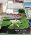 National Symbols of Bangladesh Flashcards pictures for kids- 36 Pcs. 