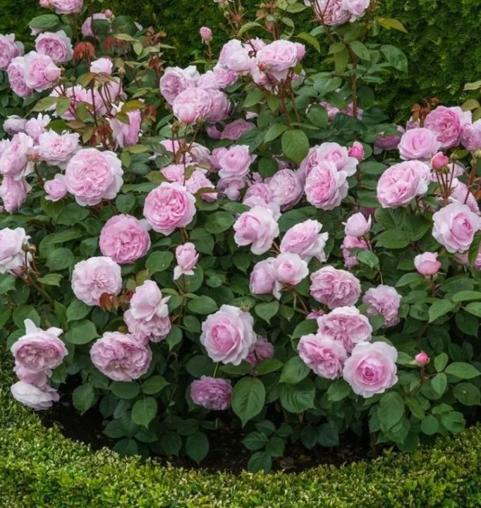Natural%20Pink%20Juliet%20Roses%20Flower%20Seeds%20-%2030%20Pcs%20Seeds%20-%20Image%204