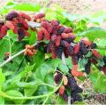 Malberry plant with fruit.Fresh Organic Mulberry plant. Mulberry vegetable/freshly produced ..