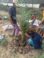(সৌদি খেজুরের বড় চারা)big tree Tissue culture seedlings of Saudi dates Mary saplings Tree height: 1.5 feet feet Yield will come after 20 months..