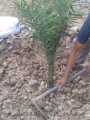 (সৌদি খেজুরের বড় চারা)big tree Tissue culture seedlings of Saudi dates Mary saplings Tree height: 1.5 feet feet Yield will come after 20 months..