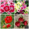 4 Types Flowers Combo Pack Seeds 20 Pices (Dainthus,Gladialus,Dupurmoni,Hollyhock) All Season Flowers Seeds.