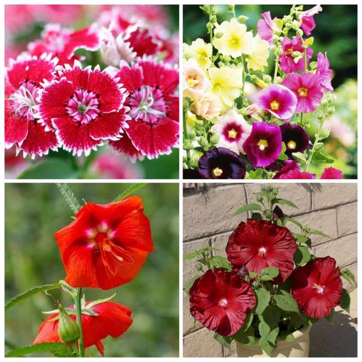 4 Types Flowers Combo Pack Seeds 20 Pices (Dainthus,Gladialus,Dupurmoni,Hollyhock) All Season Flowers Seeds