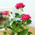 Rose Bonsai Miniature Rose bonsai A Little Cute Plants For Miniature Garden Plant Potted Gift Flower plant & seeds (বীজ). 