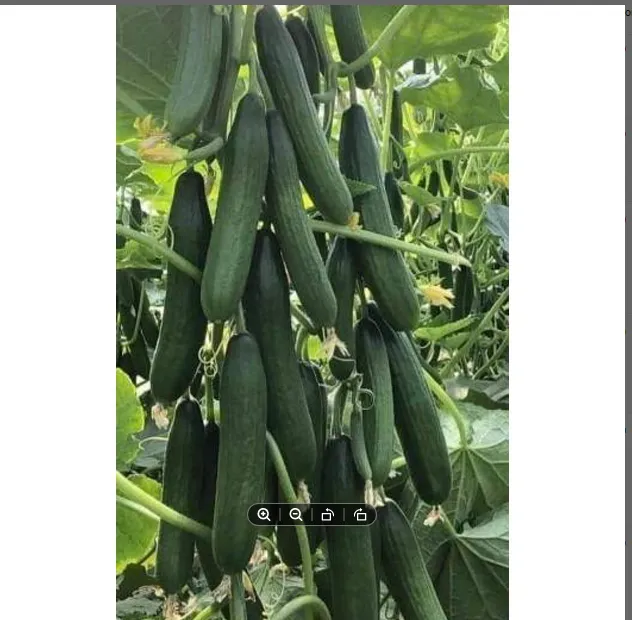China%20High%20Germination%20Best%20Quality%20Green%20Cucumber%20Seed%20F1%20Hybrid%2010%20seeds%20-%20Image%203