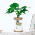 Transparent Flower Pot Hydroponic Automatic Water Absorption Plastic Flower Pot Sunlight Mall. 