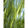 Wheat Tree Seeds -100 pcs (গমের বিজ ). 