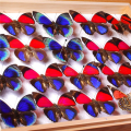 Stainless Steel Insect Pins Kit Specimen Entomology Pins Butterfly Collections Needles Variety Pack(5 Sizes). 