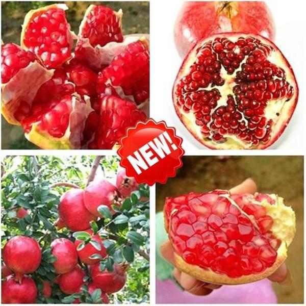 All%20Season%20Sweet%20Pomegrante%20Bedana%20-%2020+%20Seeds%20-%20Image%202