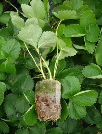 Nutrient%20Coco%20Tab%20for%20Seedling%20And%20Germination%20-Imported%20-%20Image%205