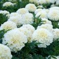 সাদা গাদা ফুল / Marigold White Color Flower Seed  - 15/30 Pcs Seed For All Season Imported Hybrid Seed. 