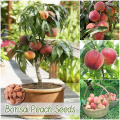 Global Sweet Peach Fruit Tree Seeds - 3 Seeds. 