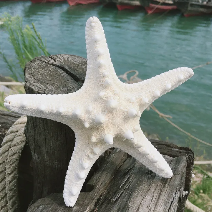 10Pcs%20White%20Knobby%20Star%20Fish%20Natural%20Dried%20Starfish%20Sea%20Star%20Beach%20Craft%20Wedding%20Party%20Home%20Decor%20DIY%20Hanging%20Ornaments%20Photography%20Props%20-%20Image%202