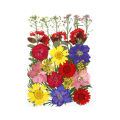 【Wweirdoo】Lots Real Dried Pressed Flowers Dried Flowers Leaves Mixed Multiple Dry Flower for DIY Candle Jewelry Nail Pendant Crafts Art. 