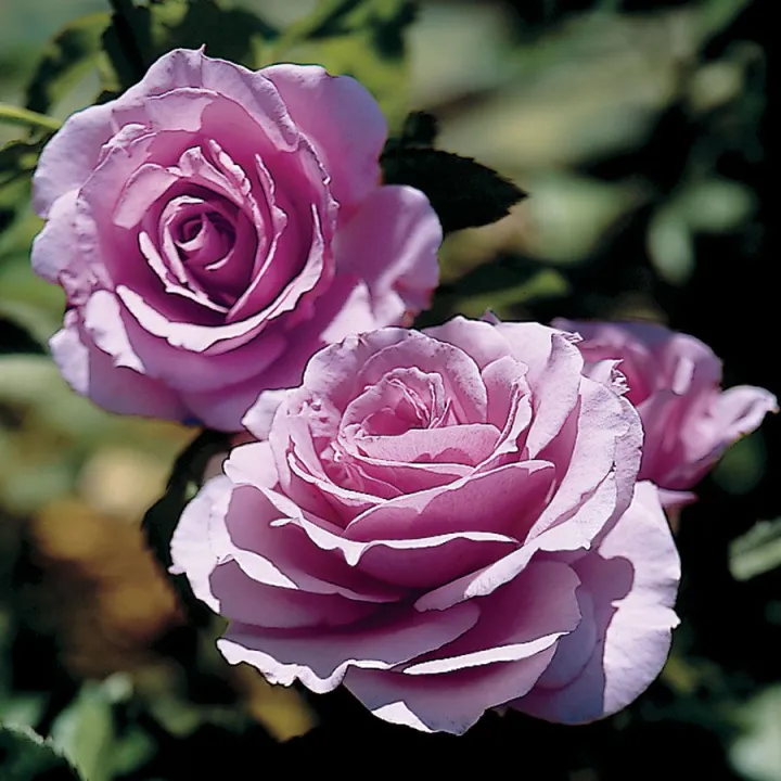 Rare%20Lavender%20Ice%20colour%20Roses%20Flower%2025%20Pcs%20Seeds%20-%20Image%203