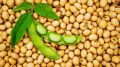 Soybean Seeds -500Gm. 