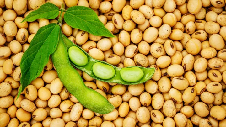 Soybean%20Seeds%20-500Gm%20-%20Image%205