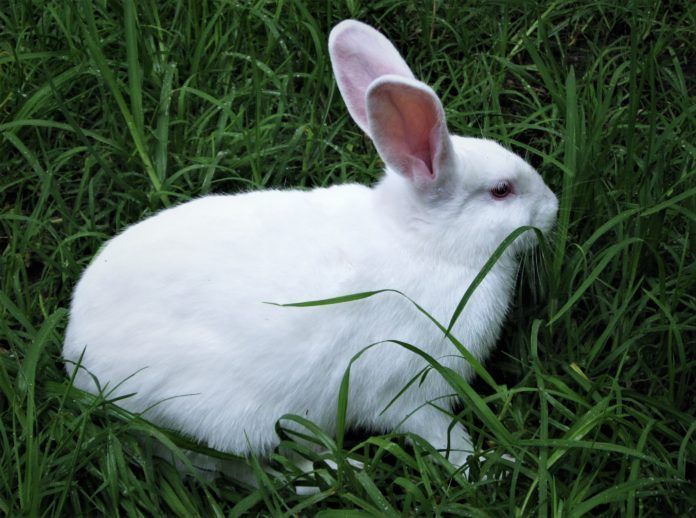 Rabbit%20Grass%20Seed%20-%2010/20/50%20Gram%20Seed%20For%20Rabbit%20Cat%20and%20Other%20Animal%20Eating%20Grass%20-%20Image%205