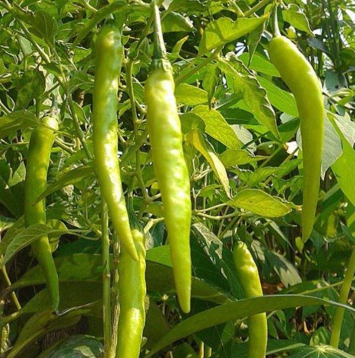 3%20Type%20Chili%20Seed%20Combo%20Pack%20-%20Capcicum,%20Long%20Chili%20&%20Suryamukhi%20Chili-%20%E0%A6%95%E0%A7%8D%E0%A6%AF%E0%A6%BE%E0%A6%AA%E0%A6%B8%E0%A6%BF%E0%A6%95%E0%A6%BE%E0%A6%AE,%20%E0%A6%B2%E0%A6%AE%E0%A7%8D%E0%A6%AC%E0%A6%BE%20%E0%A6%AE%E0%A6%B0%E0%A6%BF%E0%A6%9A%20%E0%A6%93%20%E0%A6%B8%E0%A7%82%E0%A6%B0%E0%A7%8D%E0%A6%AF%E0%A6%AE%E0%A7%81%E0%A6%96%E0%A7%80%20%E0%A6%AE%E0%A6%B0%E0%A6%BF%E0%A6%9A%E0%A7%87%E0%A6%B0%20%20%E0%A6%AF%E0%A6%A5%E0%A6%BE%E0%A6%95%E0%A7%8D%E0%A6%B0%E0%A6%AE%E0%A7%87%20%E0%A7%A8%E0%A7%AB,%20%E0%A7%AB%E0%A7%A6%20%E0%A6%93%20%E0%A7%A8%E0%A7%A6%20%E0%A6%9F%E0%A6%BE%20%E0%A6%95%E0%A6%B0%E0%A7%87%20%E0%A6%AC%E0%A7%80%E0%A6%9C%20%E0%A6%A5%E0%A6%BE%E0%A6%95%E0%A6%AC%E0%A7%87%20-%20Combo%20code%20-%20veg1%20-%20Image%205