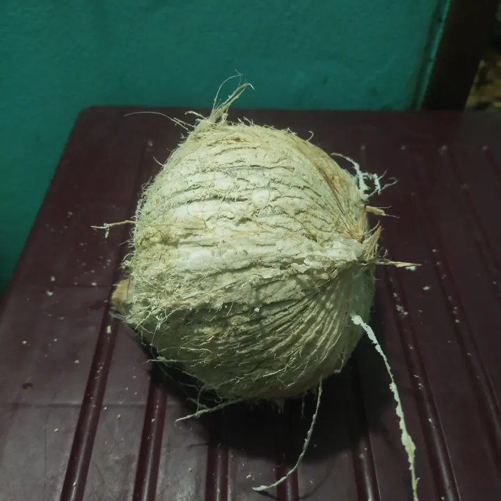 Dry%20Coconut%20Seed%201%20peices%20800gm-1000gm%20Big%20size%20-%20Image%209