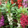 দোপাটি ফুলের বীজ- ১৫ টি - Balsam Flower Mix Color. 