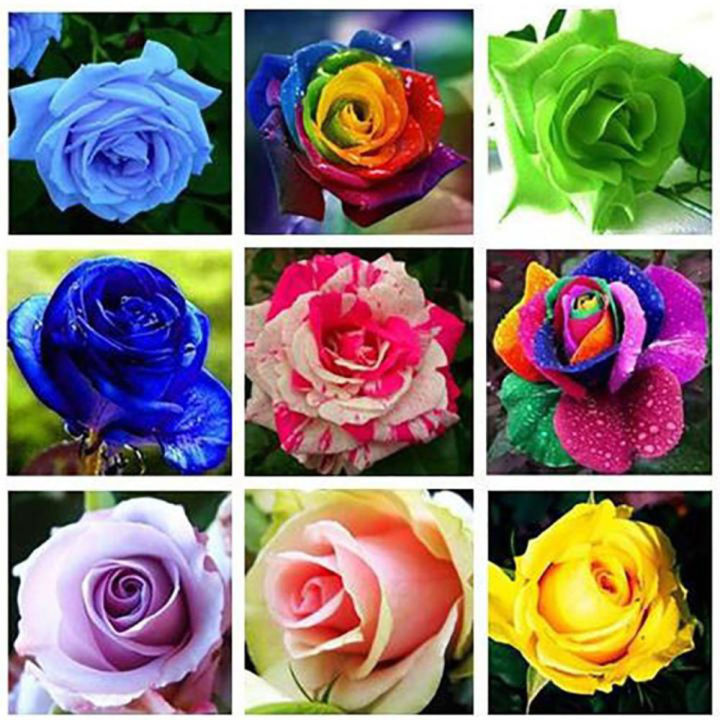 Global%20Mixed%20Rainbow%20Roses%20Flower%20Seeds%20-%2020%20Pcs%20Seeds%20-%20Image%202