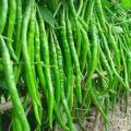 Bijli morich seed 50 pice + gift / long Chilli.