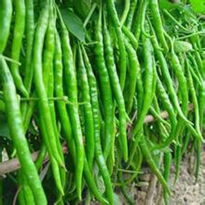 Bijli%20morich%20seed%2050%20pice%20+%20gift%20/%20long%20Chilli%20-%20Image%203
