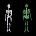 Portable Skull Prop Attractive Plastic Funny Halloween Luminous Skeleton Body Toy Sculpture for Festival. 