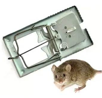 Rat%20Trap%20Reusable%20Stainless%20Stell-%20%E0%A6%87%E0%A6%81%E0%A6%A6%E0%A7%81%E0%A6%B0%20%E0%A6%A7%E0%A6%B0%E0%A6%BE%E0%A6%B0%20%E0%A6%AB%E0%A6%BE%E0%A6%81%E0%A6%A6-1%20Pis%20-%20Image%202