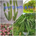 Dragon Tree Cutting for Plantation (5 Pieces) -. 