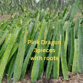 Dragon Tree  Pink  3 pcs For Home Gardening - Cutting of Dragon Fruit Plant with roots. 