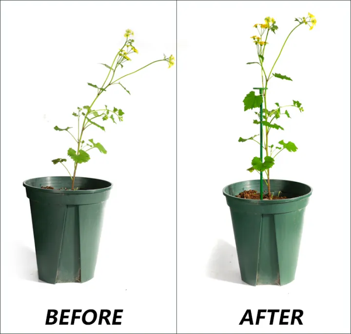 10pcs/set%20Plastic%20Plant%20Supports%20Flower%20Stand%20Reusable%20Protection%20Fixing%20Tool%20Gardening%20Supplies%20For%20Vegetable%20Holder%20Bracket%20-%20Image%205